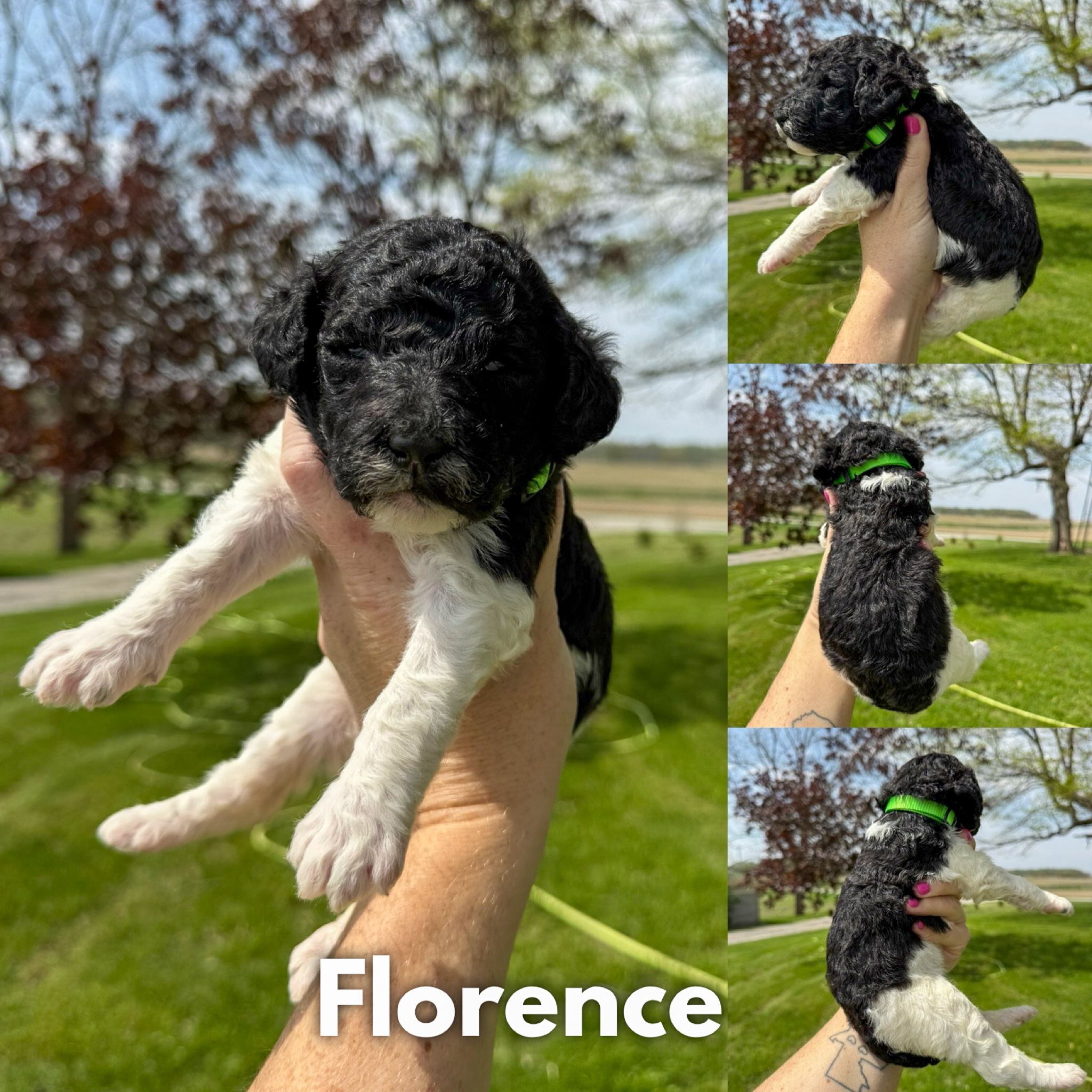 Florence 1